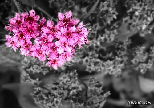 'Beautiful Floral Hearts for You