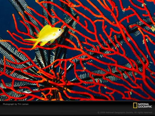 Different Colors of Life by National Geographic