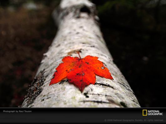 Different Colors of Life by National Geographic