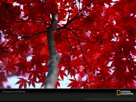 Different Colors of Life by National Geographic