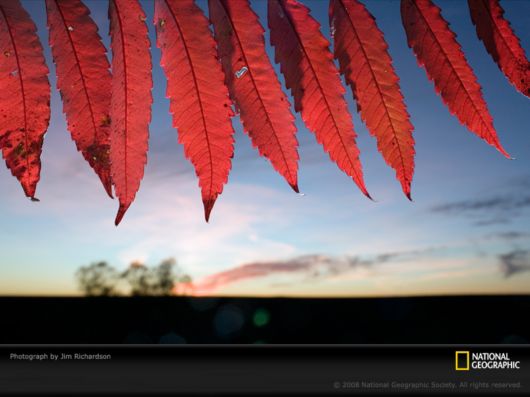 Different Colors of Life by National Geographic