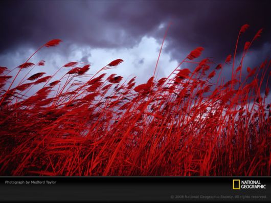 Different Colors of Life by National Geographic