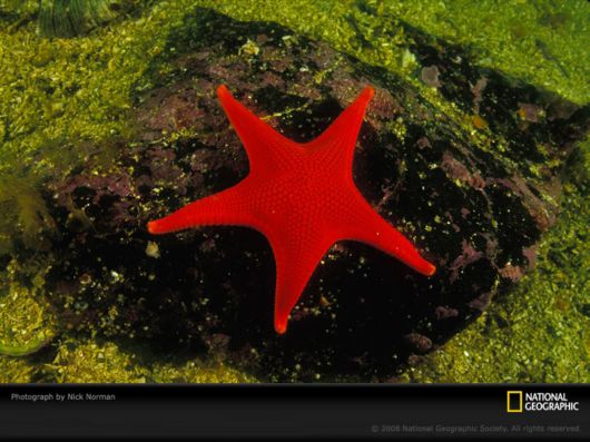 Different Colors of Life by National Geographic