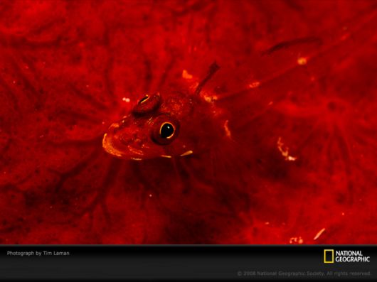 Different Colors of Life by National Geographic