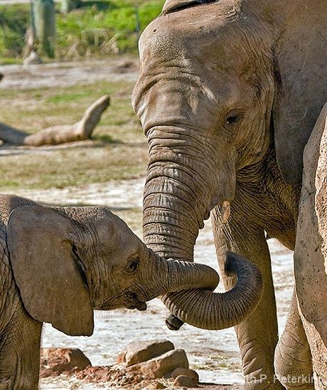 Cute Interactions of Nature