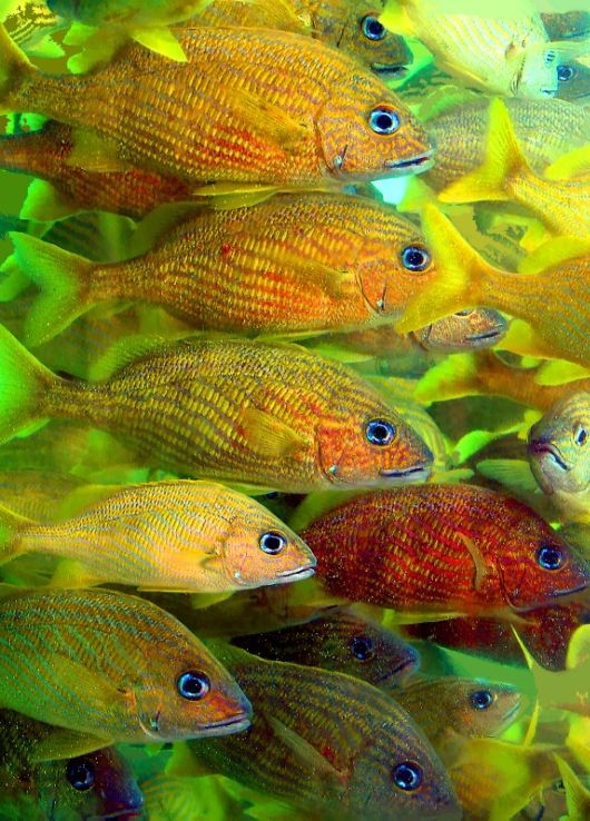 Cute Interactions of Nature