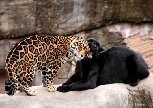 Cute Interactions of Nature