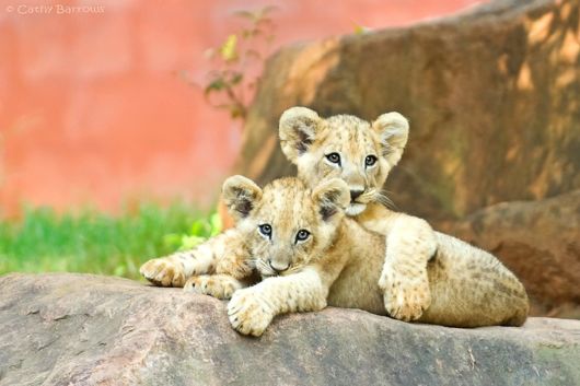 Cute Interactions of Nature