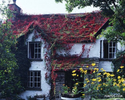 Amazing Floral Decorated Houses