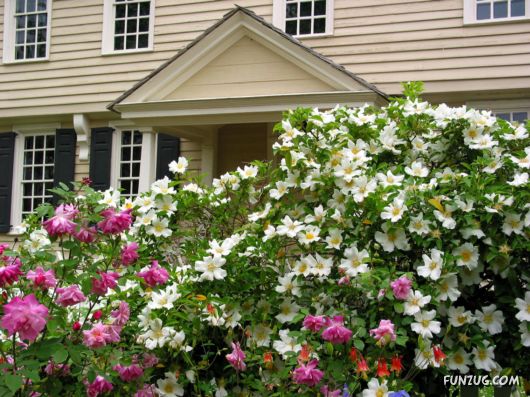 Amazing Floral Decorated Houses