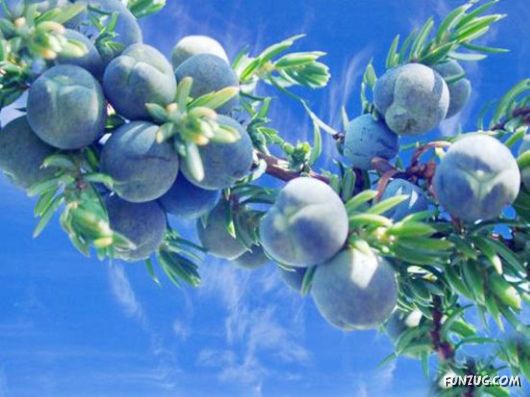 Fresh Juicy Fruits For You