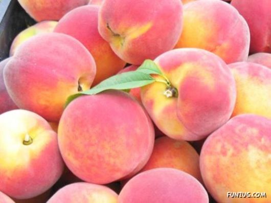 Fresh Juicy Fruits For You