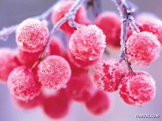 Fresh Juicy Fruits For You