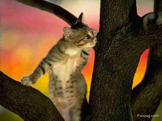 Say Hello to 2009 - First And Best Wishes