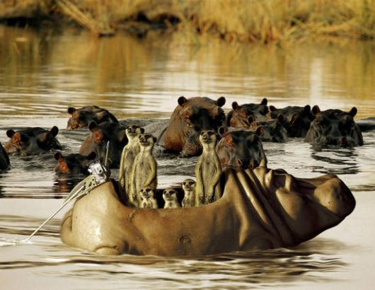 Incredible Imaginative Photos?