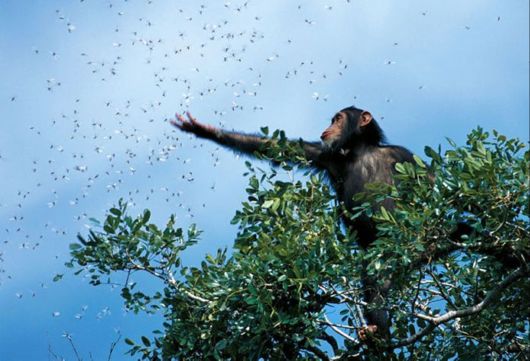 National Geographic's Best Pictures of the Year 