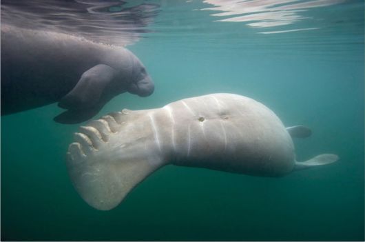 National Geographic's Best Pictures of the Year 