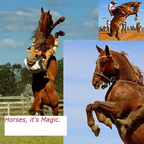 Amazing Horses Rodeo Show