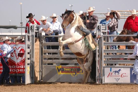 Amazing Horses Rodeo Show