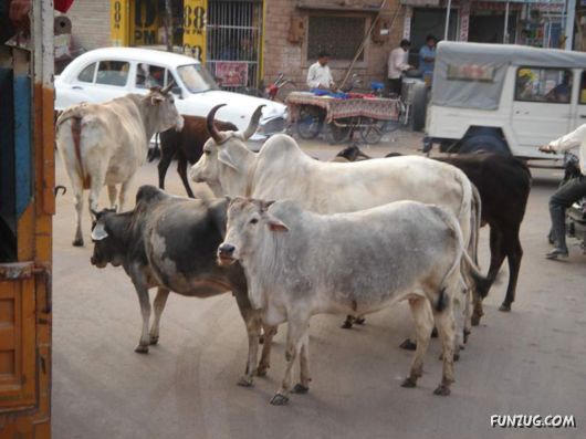 The Streets And People Of India