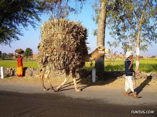 The Streets And People Of India