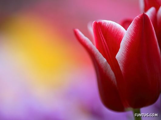 Tulip's Roses for You