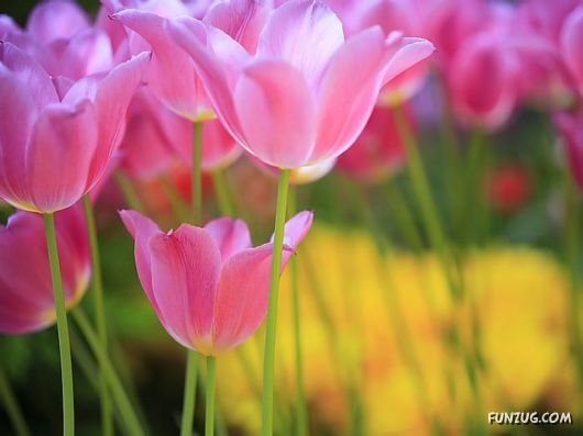 Tulip's Roses for You