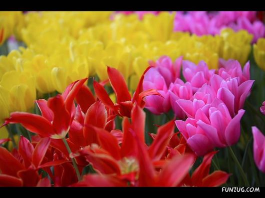 Tulip's Roses for You