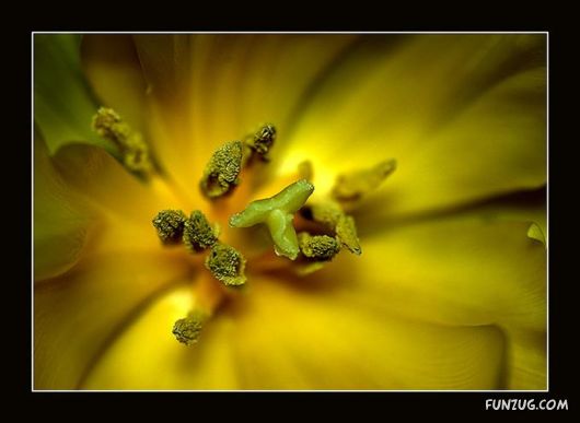 Tulip's Roses for You