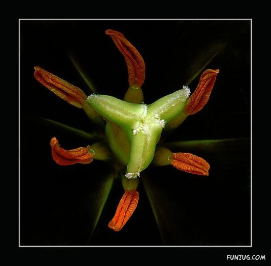 Tulip's Roses for You