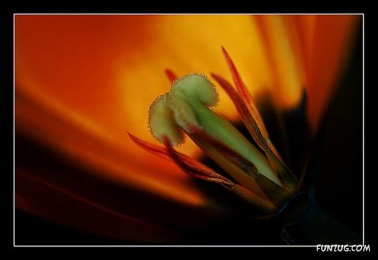 Tulip's Roses for You