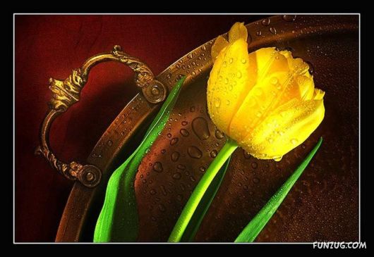 Tulip's Roses for You