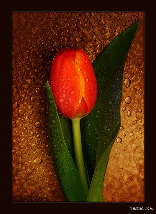 Tulip's Roses for You