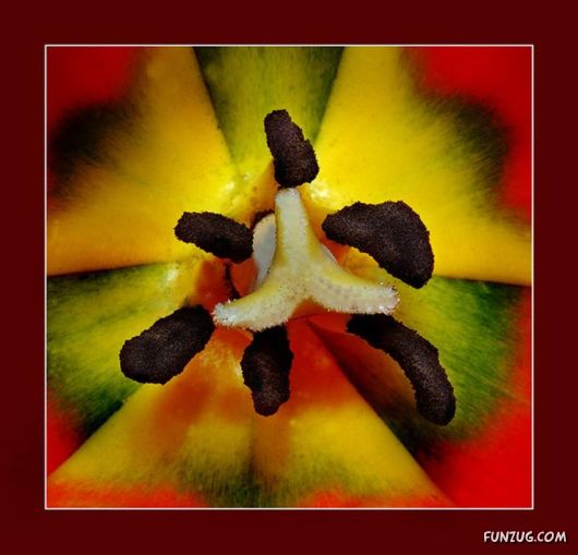 Tulip's Roses for You