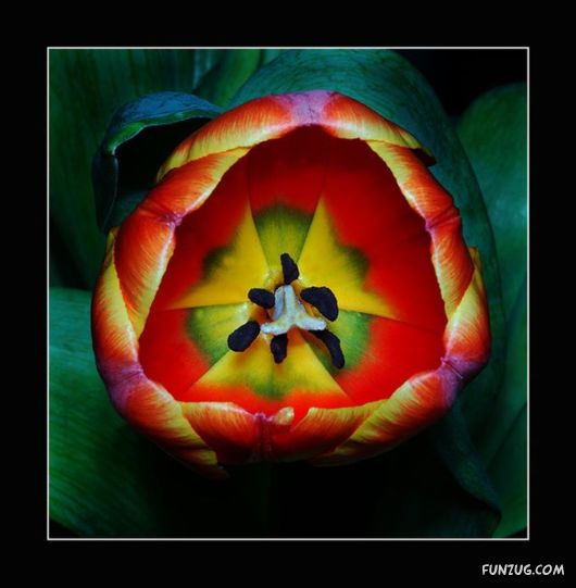 Tulip's Roses for You