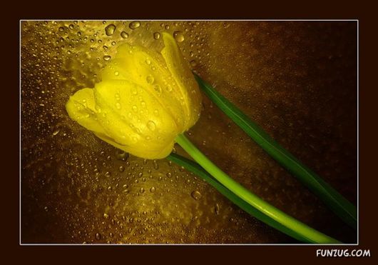 Tulip's Roses for You