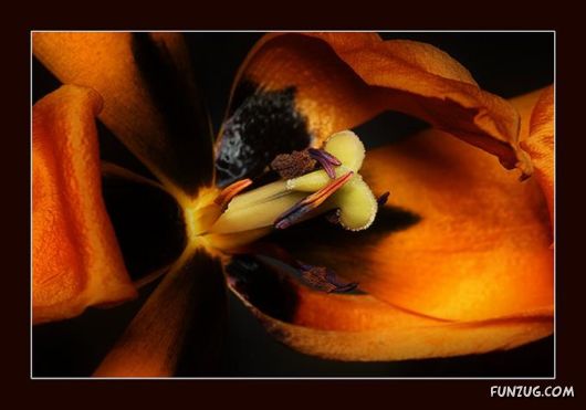 Tulip's Roses for You