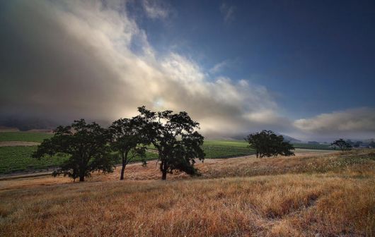 Beautiful Vineyards Photography By Jeff Tangen