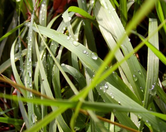 Beauty After The Rain