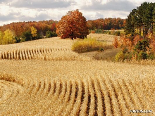 Beautiful Field Full of Flowers