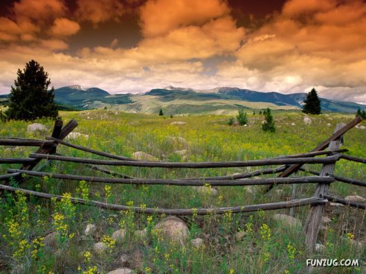 Beautiful Field Full of Flowers