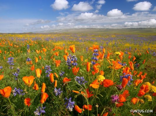 Beautiful Field Full of Flowers