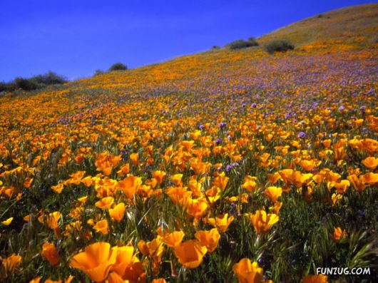 Beautiful Field Full of Flowers