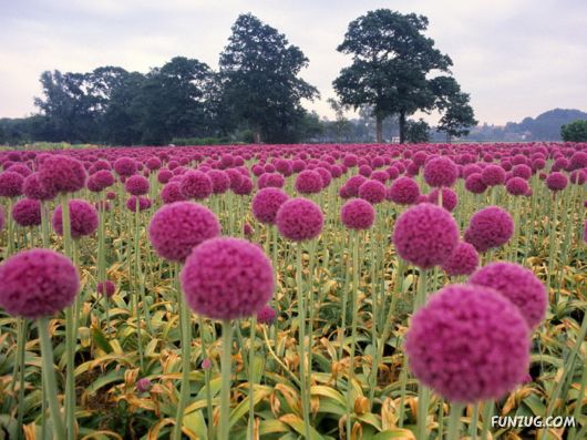 Beautiful Field Full of Flowers