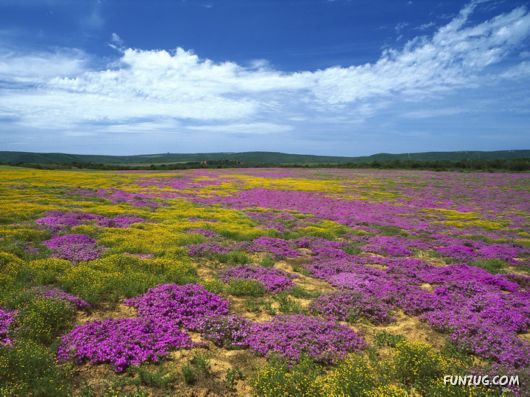 Beautiful Field Full of Flowers