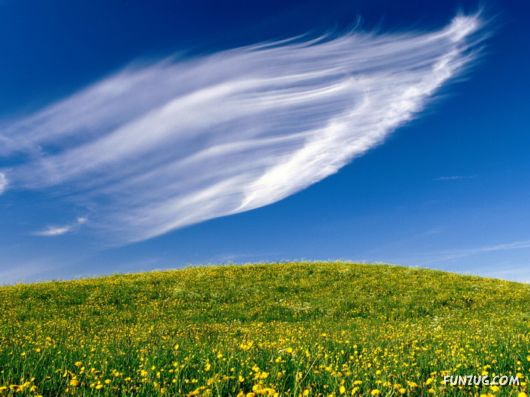 Beautiful Field Full of Flowers