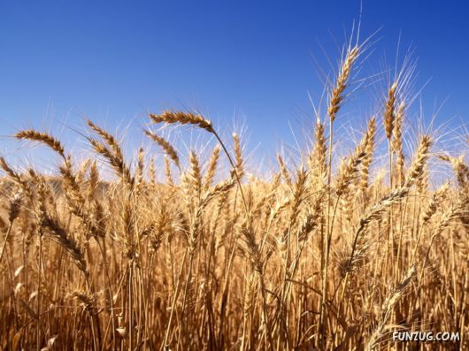 Beautiful Field Full of Flowers