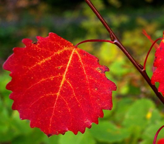 Beautiful Leaves: Amazing Creation of Nature