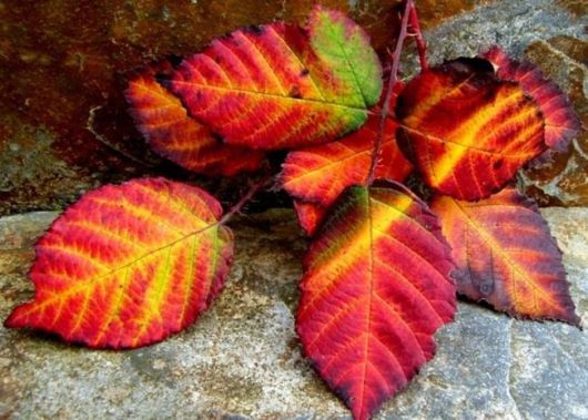 Beautiful Leaves: Amazing Creation of Nature