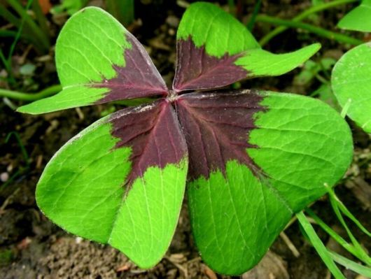 Beautiful Leaves: Amazing Creation of Nature